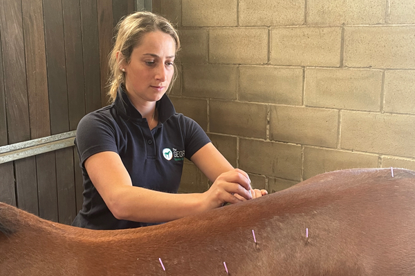 equine acupuncture